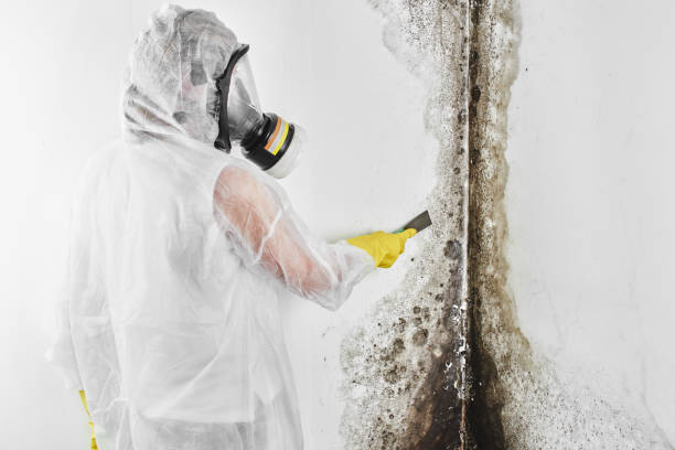 Best Mold Removal Company Near Me  in Everett, WA