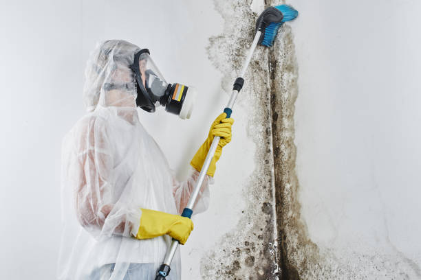 Best Certified Mold Removal  in Everett, WA