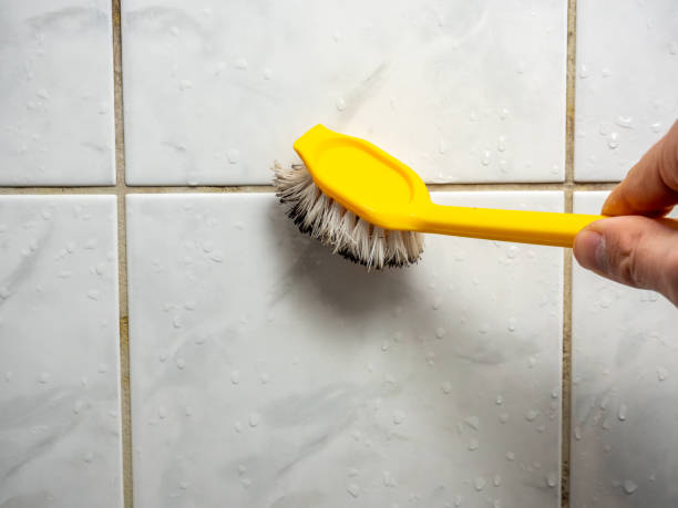 Best Mold Damage Repair  in Everett, WA