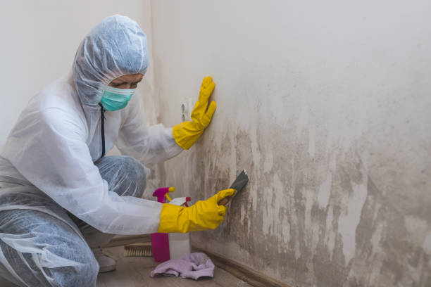 Best Attic Mold Removal  in Everett, WA