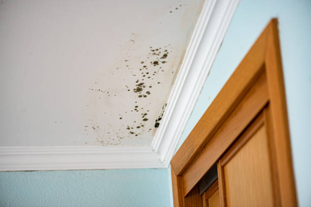 Mold Removal and Inspection in Everett, WA