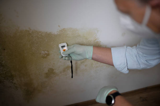 Best Home Mold Removal  in Everett, WA
