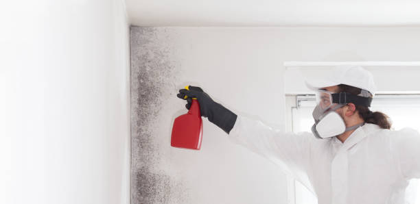 Best Office Mold Removal Services  in Everett, WA