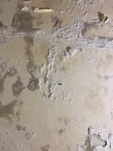 Best Affordable Mold Removal  in Everett, WA